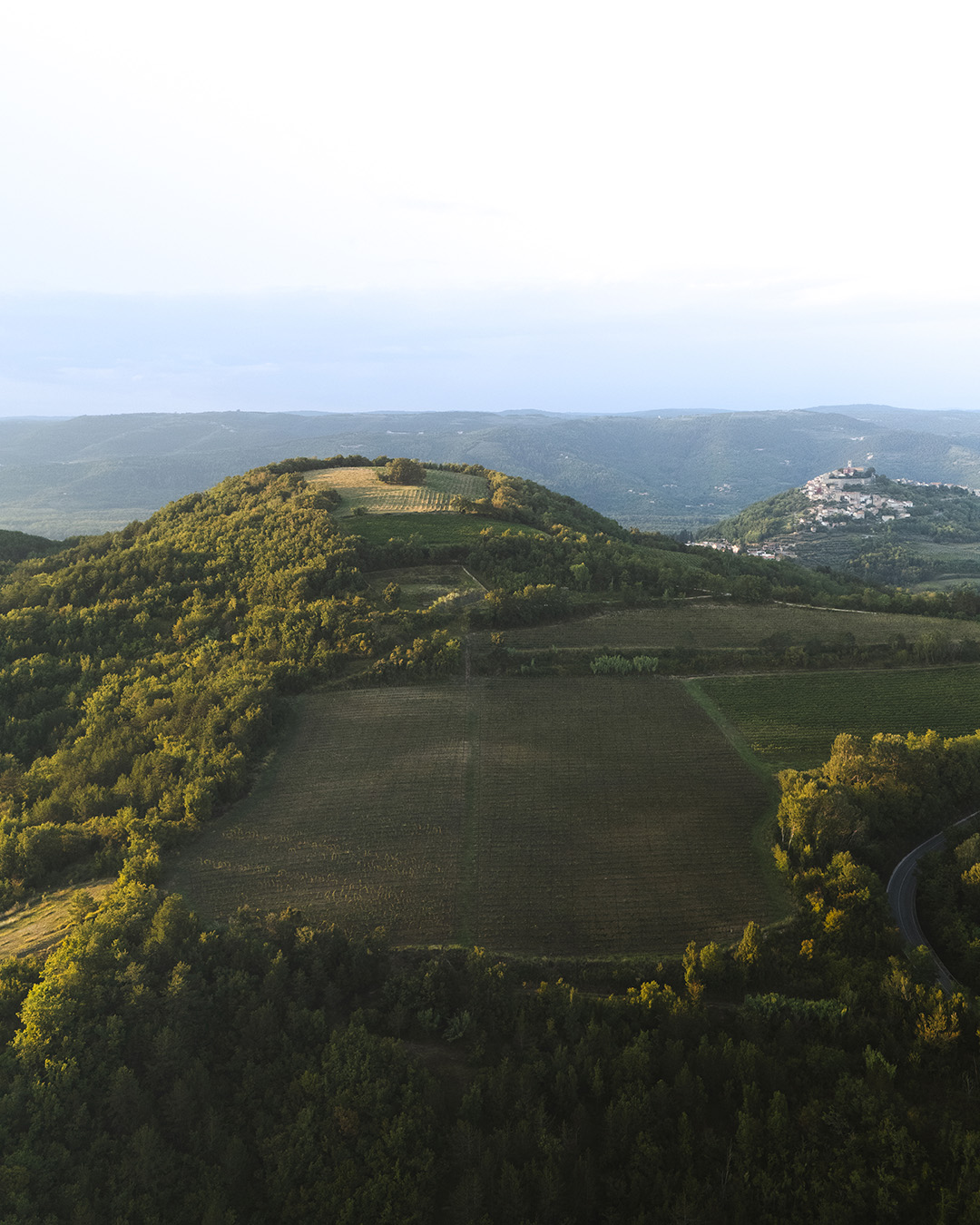 Vinogradi Valenta u Kaldiru kraj Motovuna
