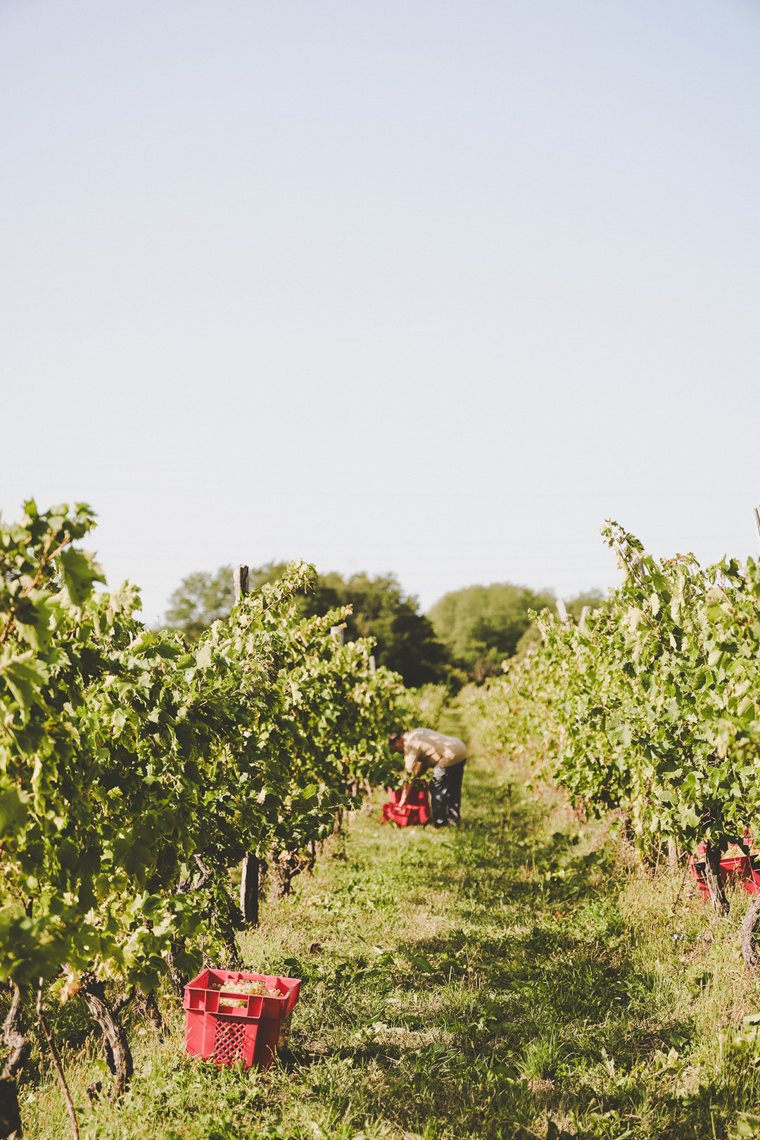 Vinogradi Valenta u okolici Pazina